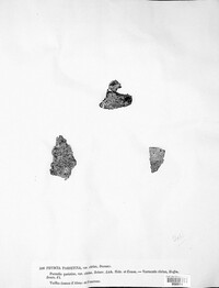Xanthoria parietina image